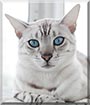 Rafaello the Bengal