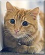 Taco the Ginger Cat