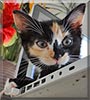 Athena the Calico Cat