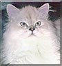 Flaffy the Doll Face Persian
