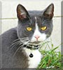 Stark the Siamese, British Shorthair
