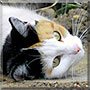 Fudge the Calico