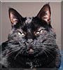 Oz the Cat