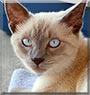 Sanka the Siamese