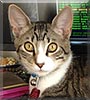 Vergil the Maine Coon, Bengal