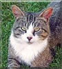 Kai the Cat