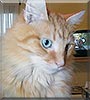 Opie the Orange Tabby