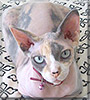 Gizmo the Sphynx Cat
