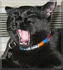 Eko the Domestic Shorthair