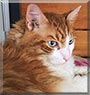 Crusty the Maine Coon mix