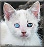 Blanquito the Cat
