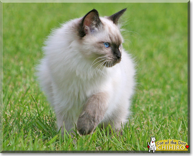 Chihiro, the Cat of the Day