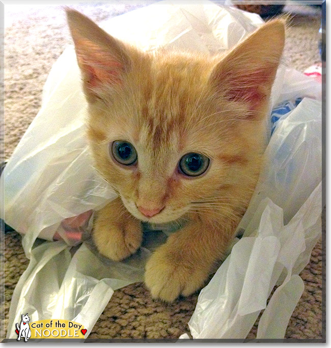 Noodle, the Cat of the Day