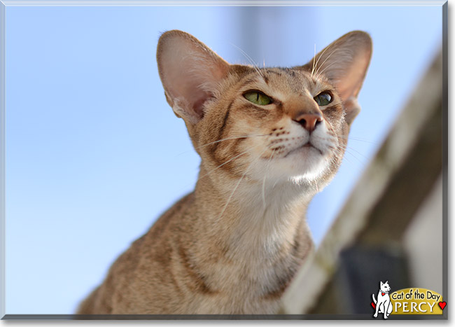 Percy, the Cat of the Day