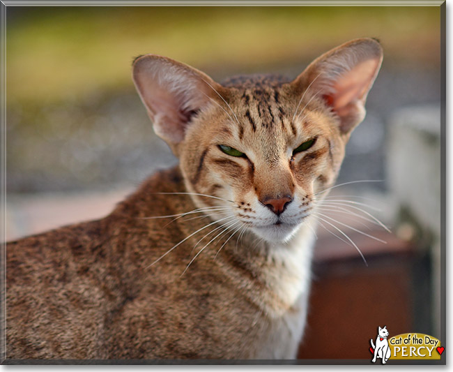 Percy, the Cat of the Day