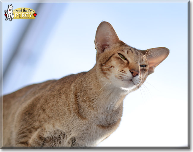 Percy, the Cat of the Day