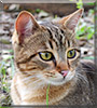 Nalah the Tabby cat