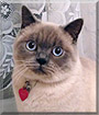 Milly the British shorthair