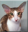 Clown the Oriental Shorthair