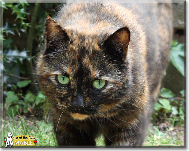 Domestic shorthair best sale tortoiseshell cat