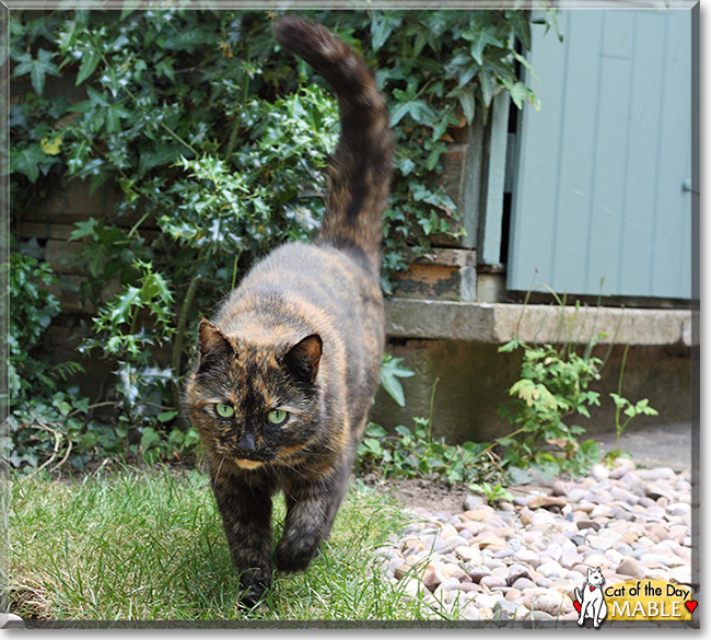 Mable, the Cat of the Day