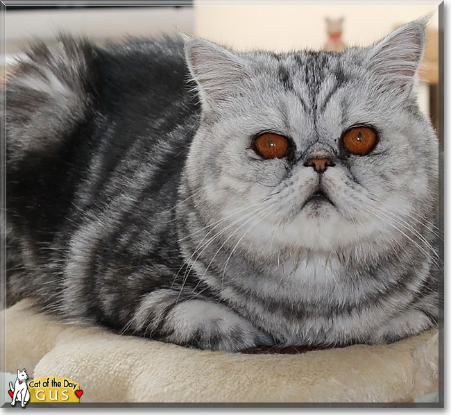 Silver 2024 exotic shorthair