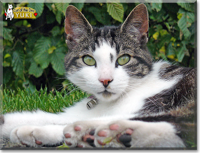 Yuki, the Cat of the Day