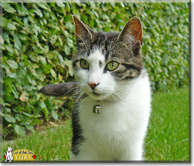 Yuki, the Cat of the Day