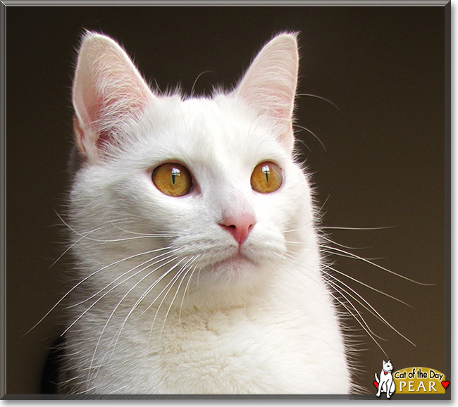 Periwinkle Velvet, the Cat of the Day