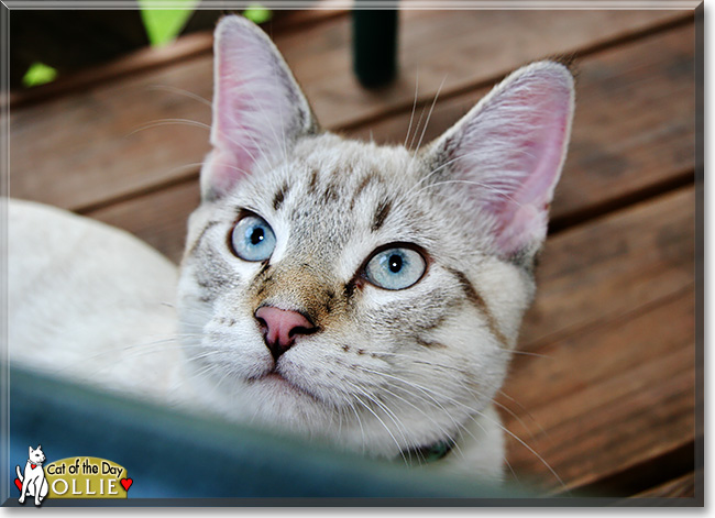 Ollie, the Cat of the Day