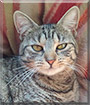 Sebastiana the Mackerel Tabby