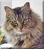 Lynx the Maine Coon