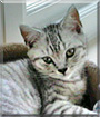 Rafferty the British Tiger Shorthair