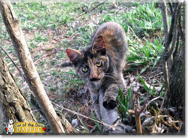 Dapple, the Cat of the Day