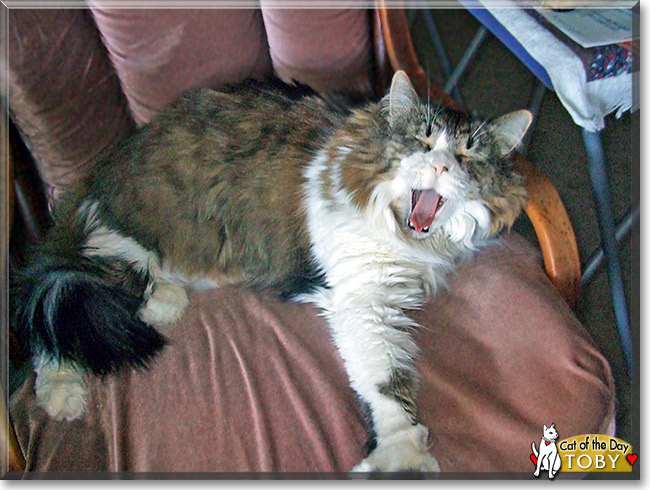 Toby Tufty-Toes, the Cat of the Day