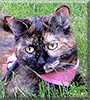 Hermoine the Domestic Shorthair Tortoiseshell