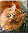 Hobbes the Maine Coon