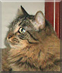 Masha the Maine coon mix