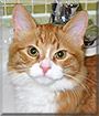 Tuffy the Orange and White Tabby