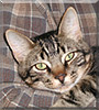 Copernicus the Domestic Shorthair Tabby