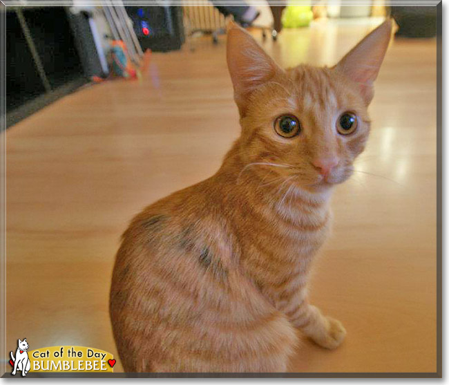 Bumblebee, the Cat of the Day