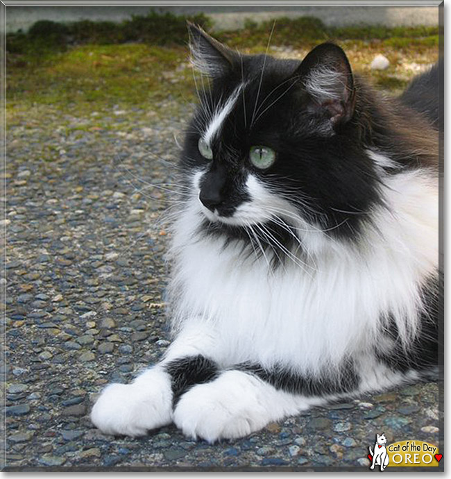 Oreo, the Cat of the Day