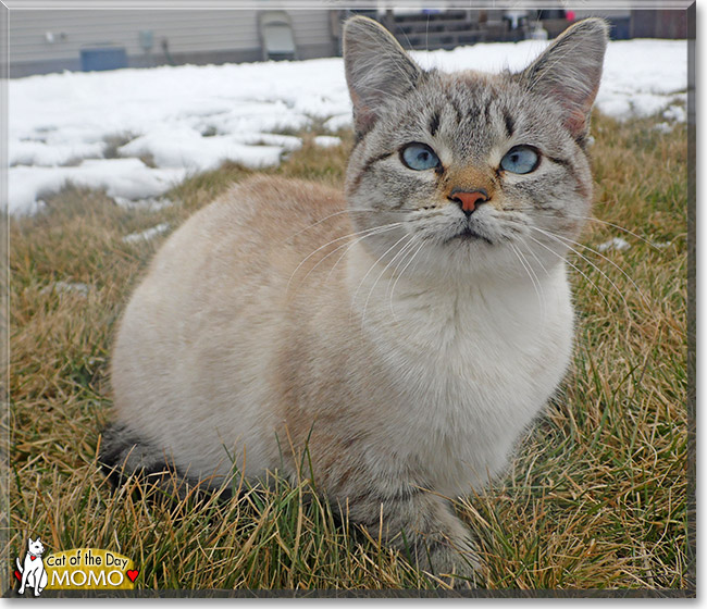 Momo, the Cat of the Day