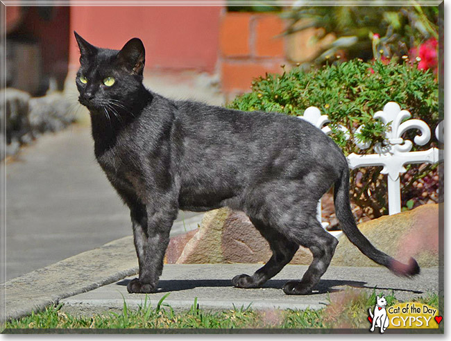 Gypsy, the Cat of the Day