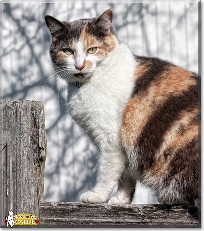 Callie, the Cat of the Day