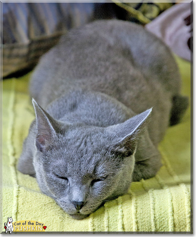 Pushkin, the Cat of the Day