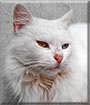 Campanita the Turkish Angora