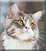 Kaszmir the Maine Coon Cat