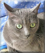 Chiqui the Russian Blue