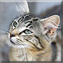 Bandit the Tabby, Egyptian Mau